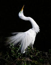 Photographer Robin Rebeck's "Ritual" was selected as the poster art for the 35th annual Cape Coral Arts and Music Festival, which takes place Jan. 11-12 on Cape Coral Parkway in downtown Cape Coral.