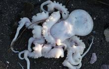 kamchatka-octopus-pollution.jpg 